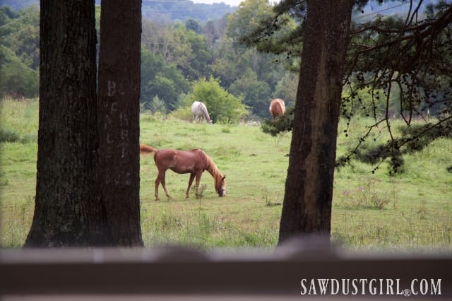 view of horses