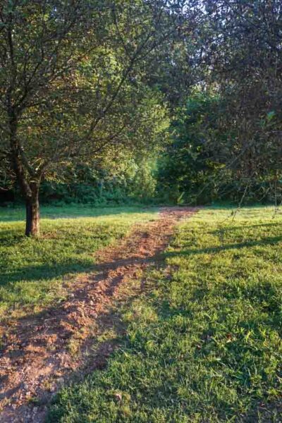 Outdoor Cleanup and a French Drain - Sawdust Girl®
